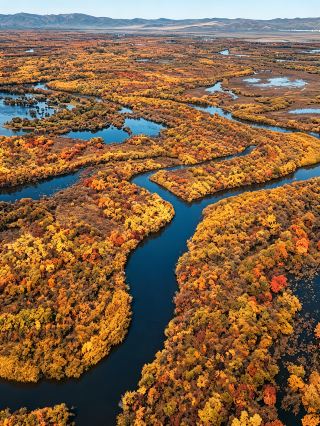 エルグナ湿地、アジア第一の湿地、金秋の河谷が神がかる