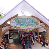 Beautiful Lavender Farm in Cameron Highlands 