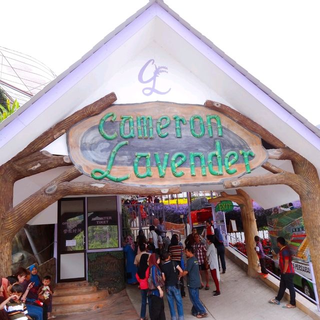 Beautiful Lavender Farm in Cameron Highlands 