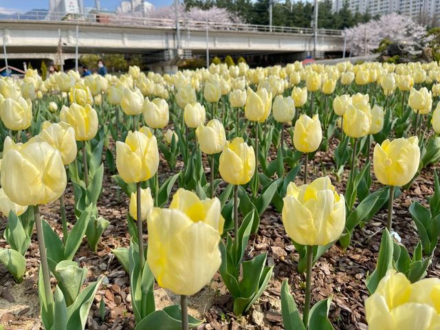 화명생태공원 튤립 ! 봄에는 튤립도 있어요🌷
