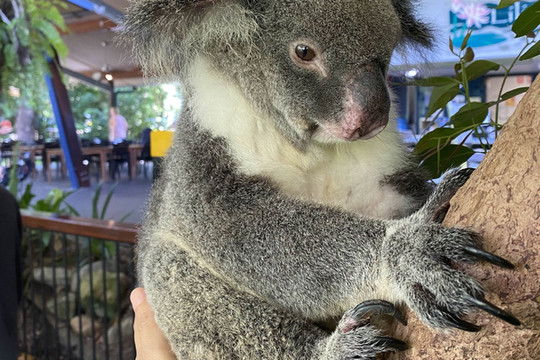 ケアンズでコアラと一緒に朝食が食べられる！「Hartley's Crocodile