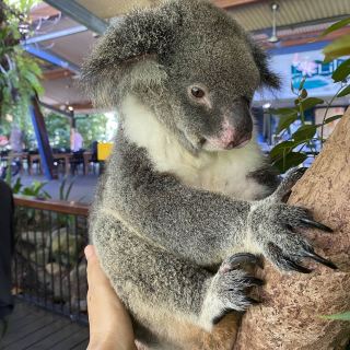 ケアンズでコアラと一緒に朝食が食べられる！「Hartley's Crocodile Adventures」