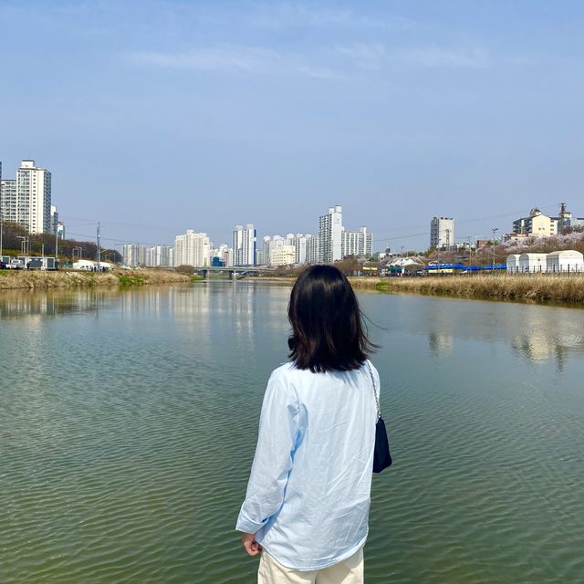 산책하며 즐기는 서울 벚꽃축제, 중랑천 벚꽃길❤️