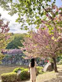 용인 겹벚꽃 명소:: 경희대 국제캠퍼스🌸