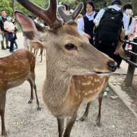 疫情後再到訪奈良看小鹿