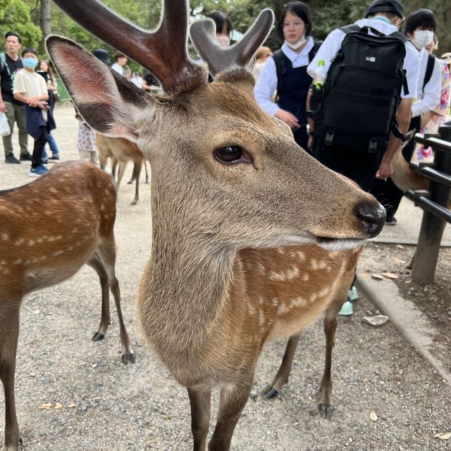 疫情後再到訪奈良看小鹿