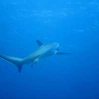 thresher shark at malapausca 