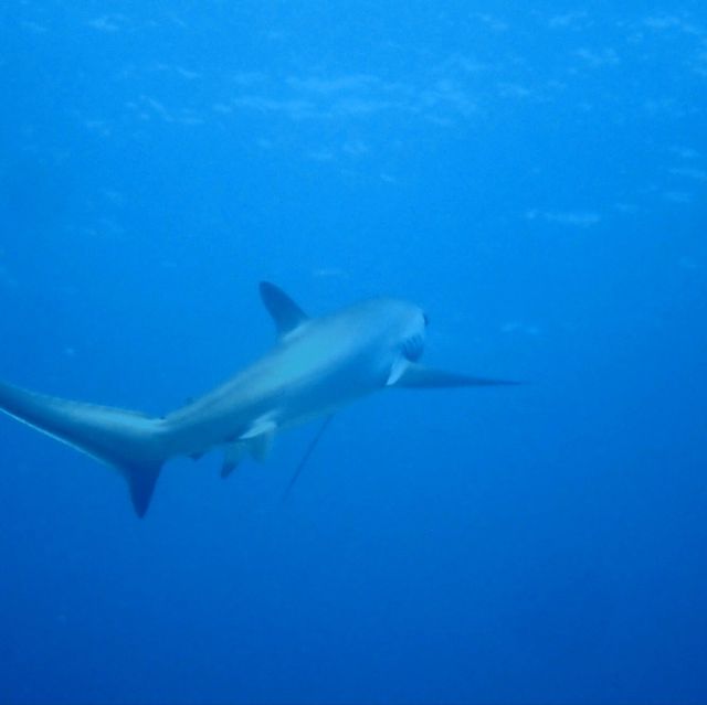 thresher shark at malapausca 