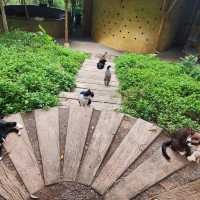 "Cat garden"โรงแรมแมว สวรรค์ของคนรักแมว📍