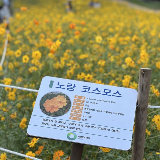 서울에 찾아온 가을!! 올림픽공원 코스모스❤️