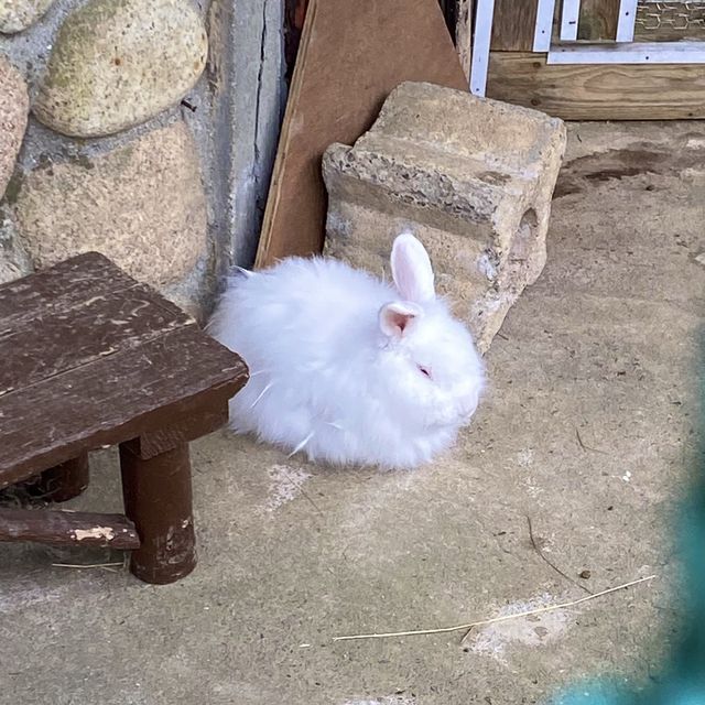 シープドッグショーの牧羊犬ソフィちゃんの働きぶりがすごすぎる六甲山牧場の【南エリア】
