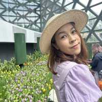 ทิวลิปบานที่ระยองมีอยู่จริง
