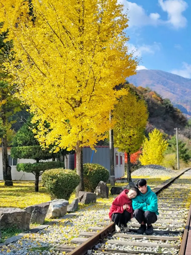 정선 레일바이크역에도 가을이 왔어요🍁🍂💛