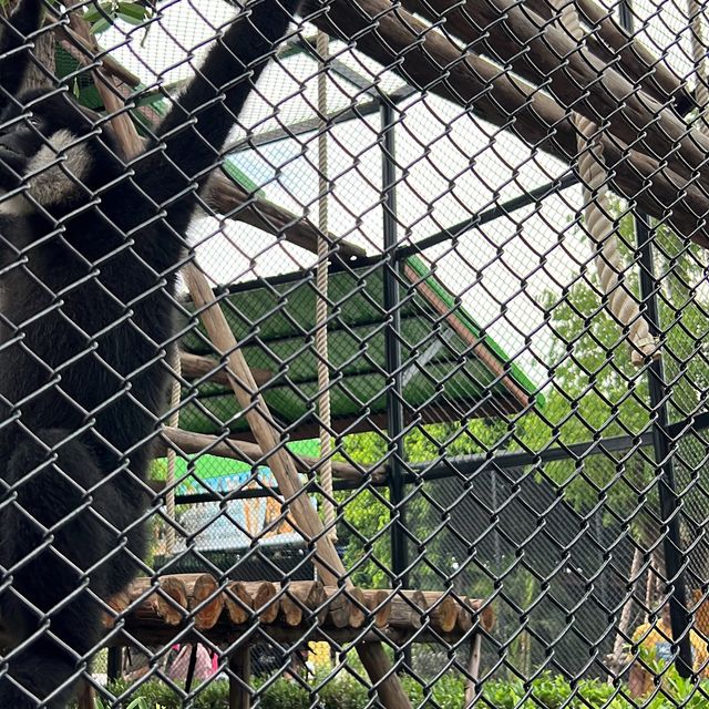 Sriayuthaya Lion Park - ศรีอยุธยา ไลอ้อน ปาร์ค 