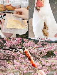 伊豆🇯🇵河津櫻· 最早的櫻花！🌸千萬不能錯過！