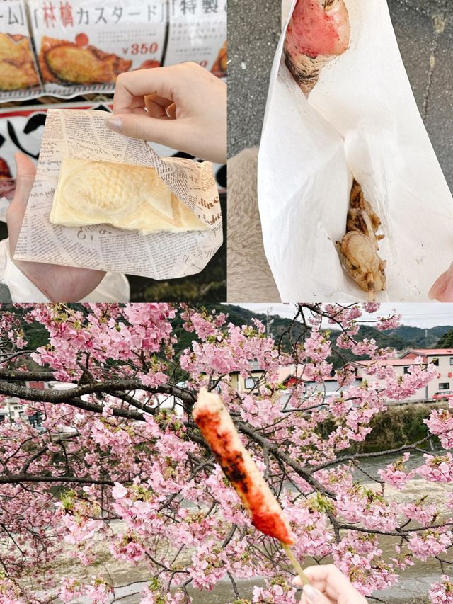 伊豆🇯🇵河津櫻· 最早的櫻花！🌸千萬不能錯過！