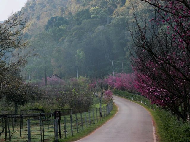 🌸ซากุระเมืองไทย🌸