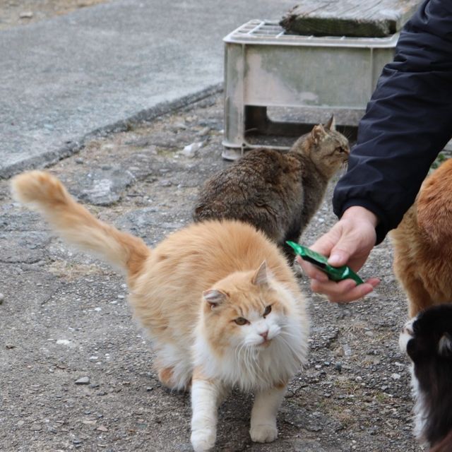 [일본] 고양이 섬 아오시마