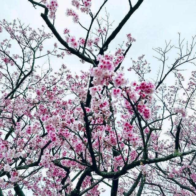 平菁街42巷-櫻花季！