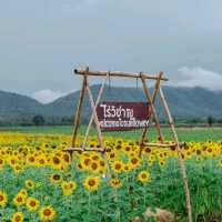ทุ่งทานตะวัน เขาจีนแล วิวสวย มุมถ่ายรูปเพียบ