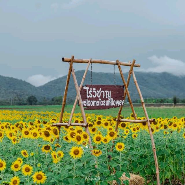 ทุ่งทานตะวัน เขาจีนแล วิวสวย มุมถ่ายรูปเพียบ