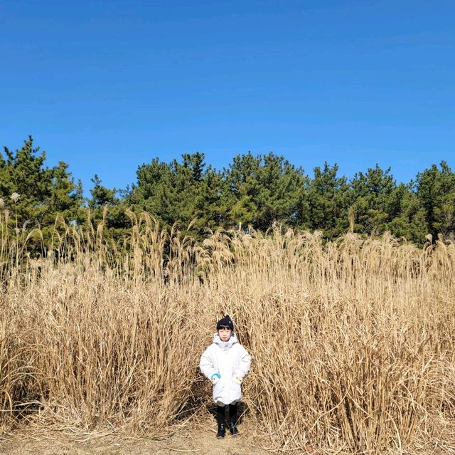 한라산 능선을 한 눈에 볼 수 있는 억새 명소, 산굼부리💕
