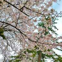 【小田原城】神奈川県/小田原市