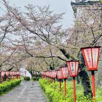 津山城（鶴山公園）賞櫻
