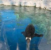 海洋公園：南極奇觀