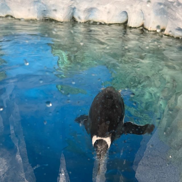 海洋公園：南極奇觀
