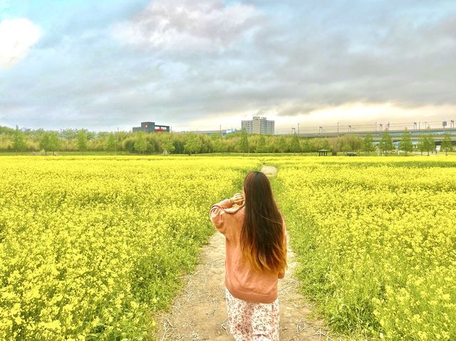 부산 유채꽃은 여기가 최고인듯 ✨