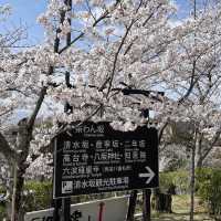 京都清水寺：賞櫻參拜🌸逛逛拍照地分享