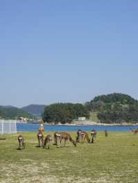 동화 속 같았던 무인도캠핑장🏕️🦌✨ 