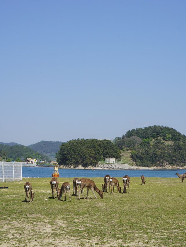 동화 속 같았던 무인도캠핑장🏕️🦌✨ 