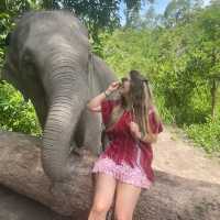 ThailandElephants