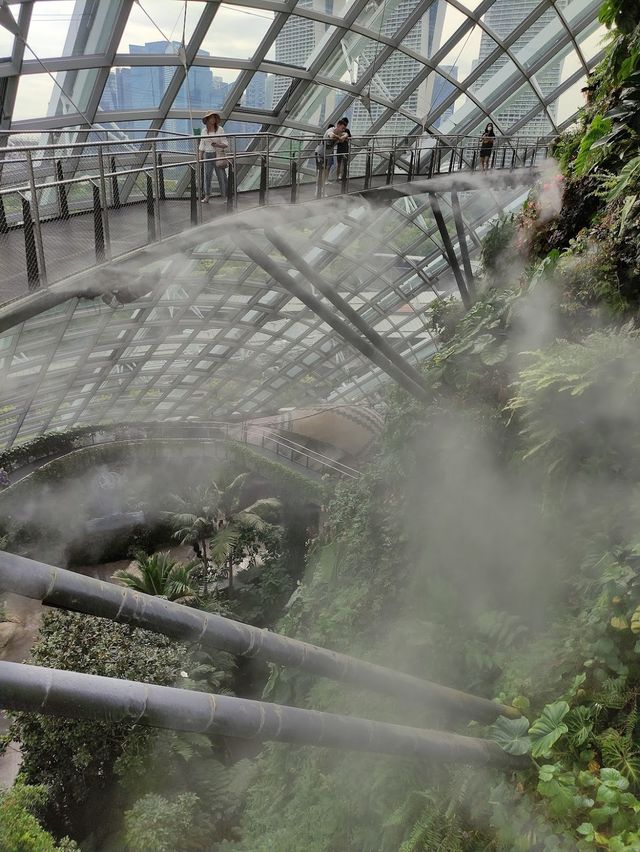 Cloud Forest 🌳✨