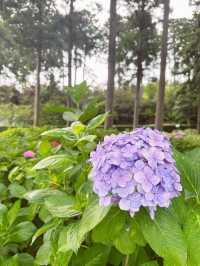 【京都】三室戸寺あじさい園