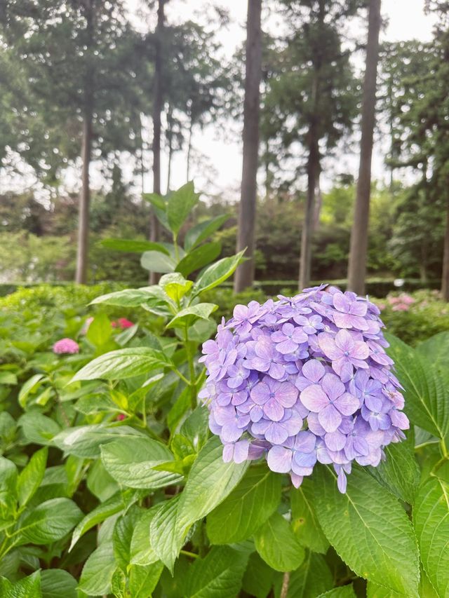 【京都】三室戸寺あじさい園