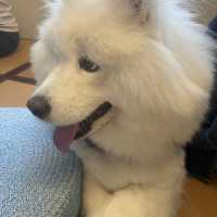 🌈坐榻榻米既cafe仲有隻可愛既狗店長🐶