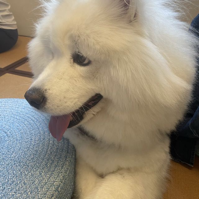 🌈坐榻榻米既cafe仲有隻可愛既狗店長🐶