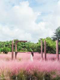 🎀가을 아름다운 분홍빛의 꽃 천국 [제주, 휴애리자연생활공원] 🍁