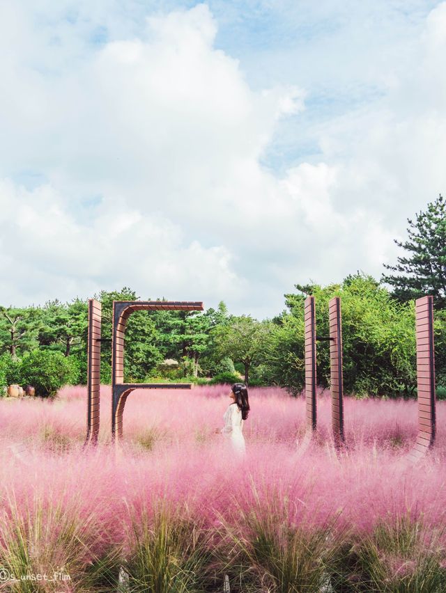 🎀가을 아름다운 분홍빛의 꽃 천국 [제주, 휴애리자연생활공원] 🍁