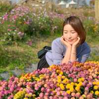 매년 10월 상암 하늘공원에서 볼 수 있는 억새축제🌾🌾