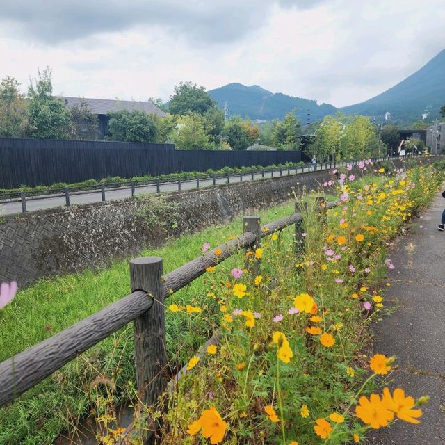 Yufuin lush fields 