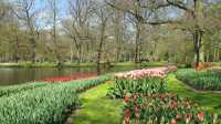 IT'S BLOOMING SEASON IN KEUKENHOF NETHERLANDS