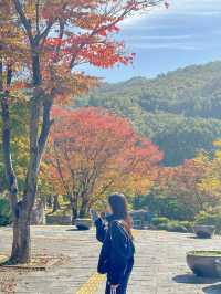 실시간 은행나무 물들어가는 청주💛