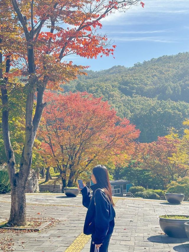 실시간 은행나무 물들어가는 청주💛
