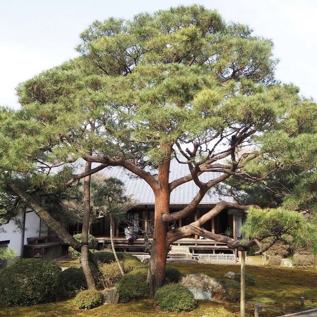 《京都》穴場の観光SPOT🐥