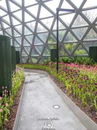 Miracle of Natural..ดอกทิวลิปบานที่ระยอง