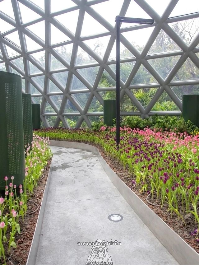 Miracle of Natural..ดอกทิวลิปบานที่ระยอง
